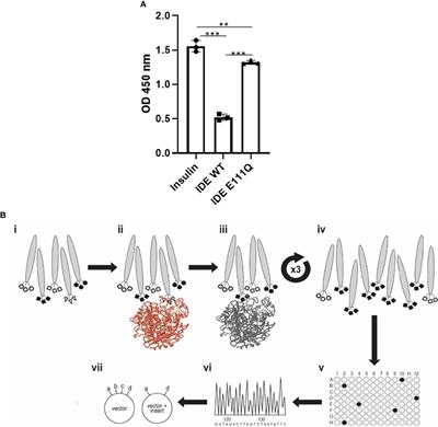 Antibody-Mediated Inhibition of Insulin-Degrading Enzyme Improves Insulin Activity in a Diabetic Mouse Model